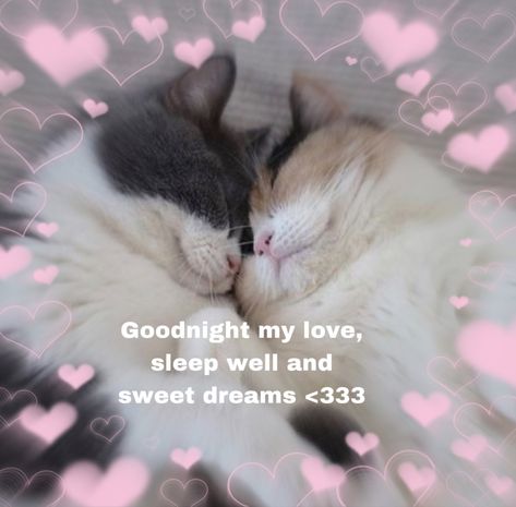 Good Night Cat Pics, Wholesome Pictures Goodnight, Goodnight I Love You Cute Images, Cute Messages Goodnight, Wholesome Goodnight Pics, Cat Mood Pics Love, Good Night Meme Cute Cat, Goodnight Cat Cute, I Love You Cute Pics Cat