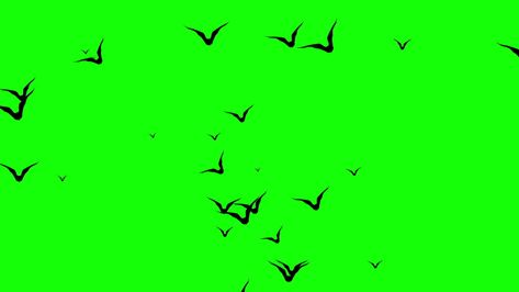 Crow Flying, Simple Photo Frame, Bats Flying, Bat Flying, Background Images Free Download, Green Background Video, Bird Gif, Screen Video, Green Screen Video Backgrounds