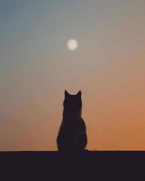 "My cat had perched on a beam and I saw how from one perspective it aligned with the moon" the photographer @______abducted______ tells us. " I quickly went to look for my camera and made several shots. This was the shot that I liked the most." Submit images for consideration for our feed by tagging #myfeatureshoot. // #contemporaryphotography #artphotography #cinematicphotography #cinematic #moodygrams #mistyfoggymilkymoody #environmentalportrait #magichour #ig_minimalistic #mindtheminimal #min Cat Shadow, Black Cat Aesthetic, Graffiti Pictures, Cute Cat Memes, Cat Aesthetic, Cat Wallpaper, Instagram Photography, My Cat, Cat Pics