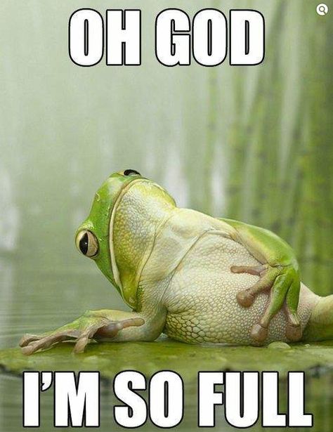 The 17 Stages of a Food Coma Reptiles And Amphibians, Funny Animal Pictures, Funny Animal, Koci Humor, Funny Frogs, Cute Frogs, صور مضحكة, E Card, Animal Photo