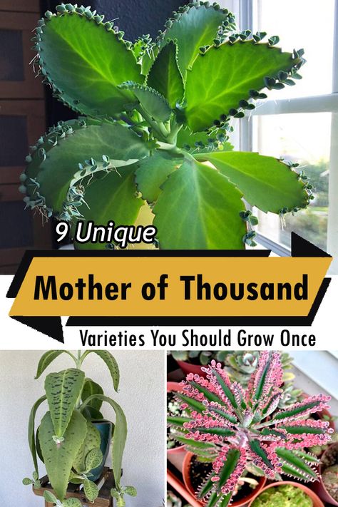 Are you in love with quirky succulents? Check out our exclusive list of the Best Mother of Thousands Variety! Mother Of A Thousand Plants, Mother Of Millions Plant, Mother Of Thousands Plant, Mexican Hat Plant, Mother Of Thousands, Mexican Garden, Houseplant Care, Big Leaves, House Plant Care