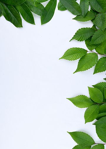 White Background With Green Leaves, Bright White Background Plain, Green Plants Background, White Background Plain, Nature Photography Green, Green Nature Photography, Green Leaves Background, Green Leaves Wallpaper, Plains Landscape