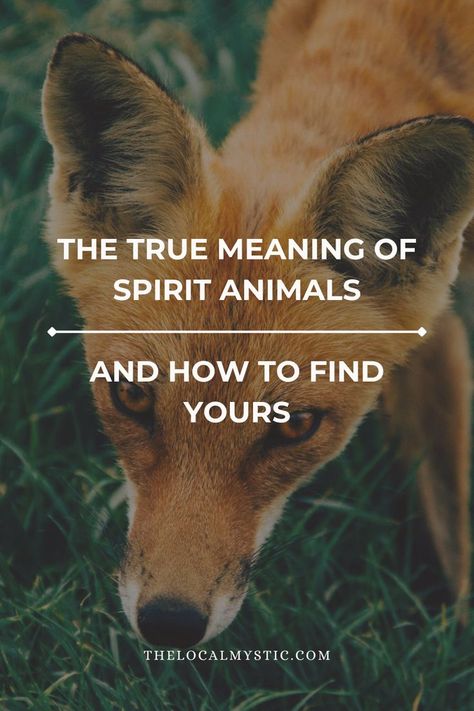 Spirit Animal List, Spirit Animal Quotes, What's My Spirit Animal, Find My Spirit Animal, Native American Spirit Animals, Animal List, Spirit Animal Quiz, Spiritual Signs, Find Your Spirit Animal
