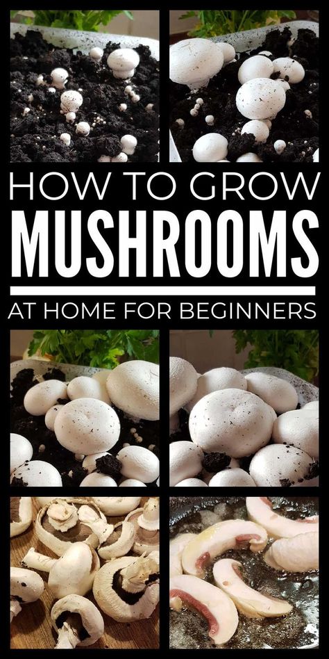 Mushroom Grow Box Diy, Button Mushrooms Growing, Regrow Mushrooms, Greenhouse Tips, Grow Mushrooms At Home, Mushroom Stuff, How To Grow Mushrooms, Homestead Tips, Mushroom Farming