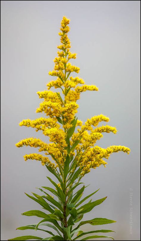 Nature, Goldenrod Flower Tattoo, Golden Rod Tattoo, Goldenrod Illustration, Golden Rod Flower, Canadian Goldenrod, Goldenrod Tattoo, Gorse Flowers, Nebraska Tattoo