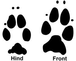 Rabbit paw prints, I didn't actually know the prints differed between the front and hind legs. Rabbit Paw Print Tattoo, Rabbit Paw Drawing, Bunny Paw Print Tattoo, Rabbit Paw Tattoo, Rabbit Paw Print, Rabbit Footprints, Tattoos That Mean Something, Drawing Concepts, Symbol For Family Tattoo