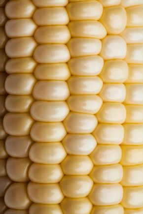 Close up of corn on the cob image for purchase on GettyImages bfghjklbvcdtyj, I like the soft buttery yellow color. Elements Of Art Line, Foto Macro, Yellow Photography, Leaf Vector, Pattern Photography, Doodle Pattern, Texture Inspiration, Texture Photography, Close Up Photography