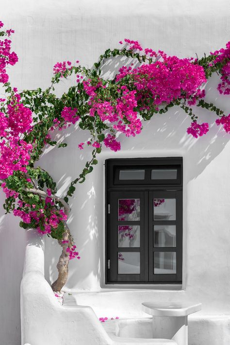 Bougainvillea in Mykonos | Joe deSousa | Flickr Mykonos, Planting Flowers, Summer Window, Mykonos Greece, Vacation Resorts, Bougainvillea, Front Yard, Pink Flowers, Beautiful Flowers