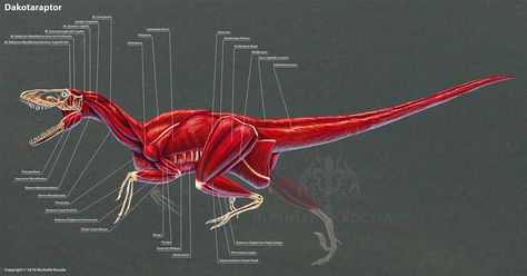 Muscle Study, Dinosaur Reference, Western Dragon, Muscles Anatomy, Dragon Anatomy, Big Lizard, Anatomy References, Dinosaur Skeleton, Muscle Anatomy