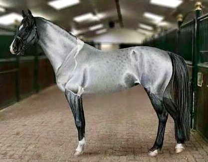 Just thought this would be a great Spurs mascot! Sorry Coyote. Cai Arabi, Ahal Teke, حصان عربي, Unusual Horse, Gray Horse, Akhal Teke Horses, Cai Sălbatici, Rare Horses, Rasy Koni