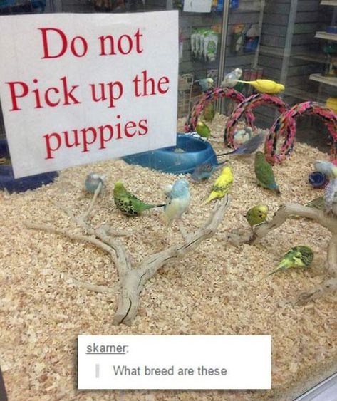 Bird dogs Humour, Bordeaux, Izu, Had One Job Funny, Job Fails, Funny Sign Fails, Job Pictures, You Had One Job, Snapchat Funny