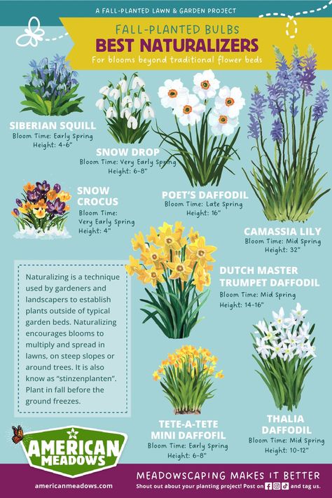 Fall-Planted Bulbs: Best Naturalizers For Blooms Beyond Traditional Flower Beds. A fall-planted lawn & garden project. Siberian Squill, Snow Drops, Poet's Daffodil, Camassia, Snow Crocus, Dutch Master Trumpet Daffodil, Thalia Daffodil, Tete-A-Tete Mini Daffodil. Naturalizing fall bulbs will multiply and spread over time. Nature, Spring Bulb Meadow, Early Blooming Flowers, Early Spring Flowers Garden, Flower Bulbs To Plant In Spring, Spring Bulbs Garden Ideas, Daffodil Decor, Daffodil Border, Bulbs To Plant In Spring