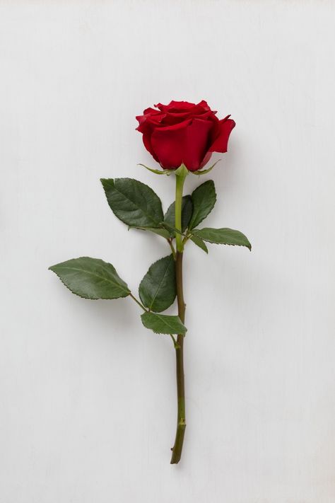 Single Rose Photography, Love Flowers Romance, Rose Flowers Images, Red Rose Photography, Rose Flower Photography, Red Rose Pictures, Valentine Roses, Rose Reference, Roses Photography