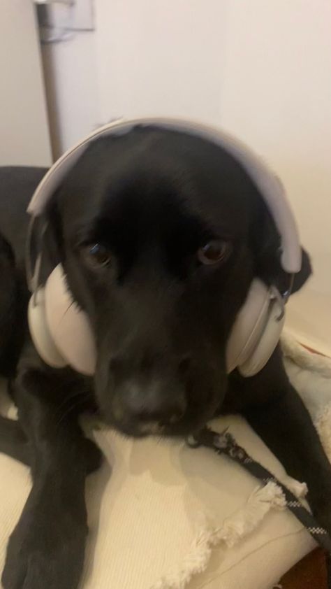 Dog Wearing Headphones, Black Dog Breeds, Cute Black Dog, German Shepherd Black, Black Dogs Breeds, Black Doberman, Brown Dogs, Wearing Headphones, Wearing Headphone