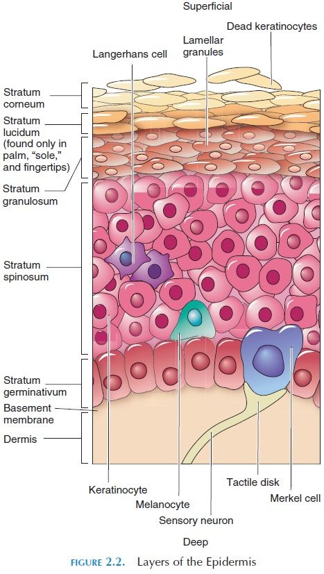 Layers Of Epidermis Anatomy, Body Membranes Anatomy, Skin Structure Anatomy, Skin Layers Anatomy Project, Skin Layers Anatomy, Epidermis Layers, Squamous Epithelium, Layers Of The Skin, Langerhans Cell