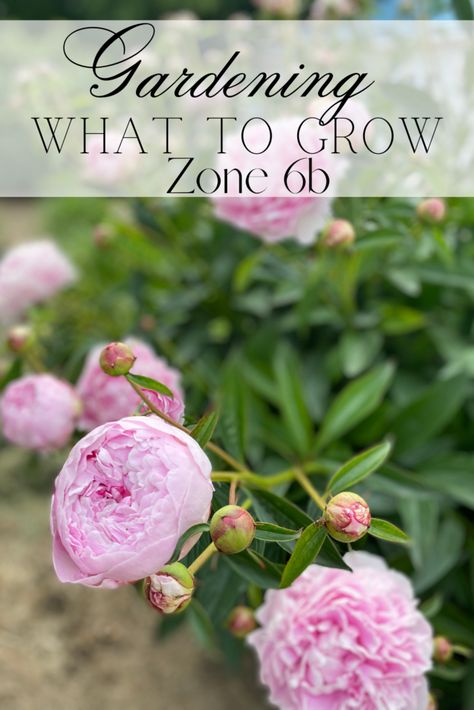 Perrenials For Zone 6b, 6b Gardening Zone Flowers, Zone 6b Perennials, Zone 6 Flowers, Zone 6b Fall Planting, Perennial Herbs In Zone 6, 6b Gardening Zone, Zone 6b Gardening Vegetables, Zone 6b Landscaping