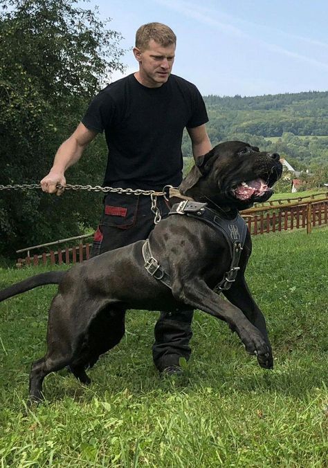 Bull Mastiff Dogs Cane Corso, Bandog Dogs, Malakli Dog, Cane Corsa, King Corso Dog, Chien Cane Corso, Bull Mastiff Dogs, Guardian Dog, Cane Corso Mastiff