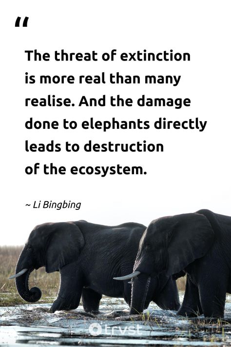 Delve into the profound wisdom of Li Bingbing as she challenges us about the real threat of extinction. "The threat of extinction is more real than many realise. And the damage done to elephants directly leads to destruction of the ecosystem." A potent reminder that our actions now define the future of our planet. #trvst #quotes #ecoconscious #bethechange #elephantquotes #conservation #protectwildlife 📷 @wynand_uys Elephant Quotes, Li Bingbing, Social Intelligence, Elephant Face, Quotes Inspiring, Asian Elephant, Elephant Love, African Elephant, Quotes And Sayings