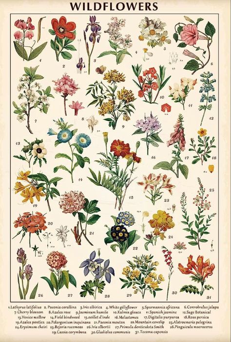 Vintage Wildflowers Poster Botanical Wall Art Prints Colorful Rustic Style of Floral Wall Hanging Illustrative Reference Flower Chart Poster for Living Room Office Bedroom Decor Frame 15.7 x 23.6 Inch Croquis, Vintage Posters For Room, Reference Flower, Vintage Flower Poster, Vintage Aesthetic Room, Office Bedroom Decor, Botanical Bedroom, Colorful Rustic, Poster For Living Room