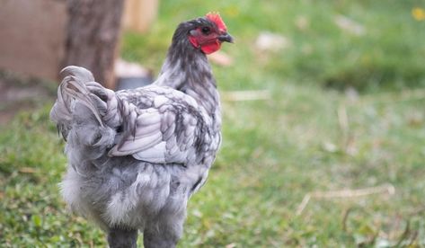 Small Chicken Breeds, Lavender Chicken, Backyard Coop, Easter Eggers, Blue Chicken, Amazon Parrot, Beautiful Chickens, Brown Eggs, Small Chicken