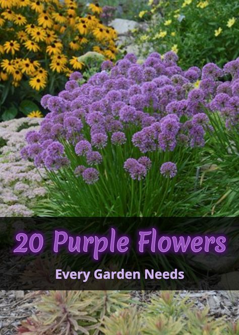 Bonito, Purple Thistle Flower, Purple Perennial Garden, Grass With Purple Flowers, White And Purple Garden Ideas, Purple Flower Landscaping, Purple Salvia Landscaping, Purple Bulbs Flowers, Purple Tall Flowers