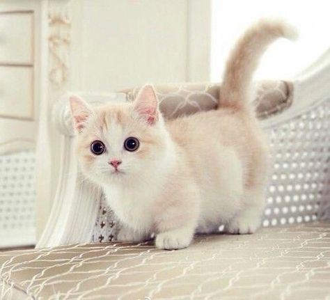 White Cat cute animals cat cats adorable animal kittens kitten Gato Munchkin, Munchkin Kitten, Haiwan Comel, Söt Katt, Koci Humor, Cele Mai Drăguțe Animale, Cats Rule, Munchkin Cat, Siamese Kittens