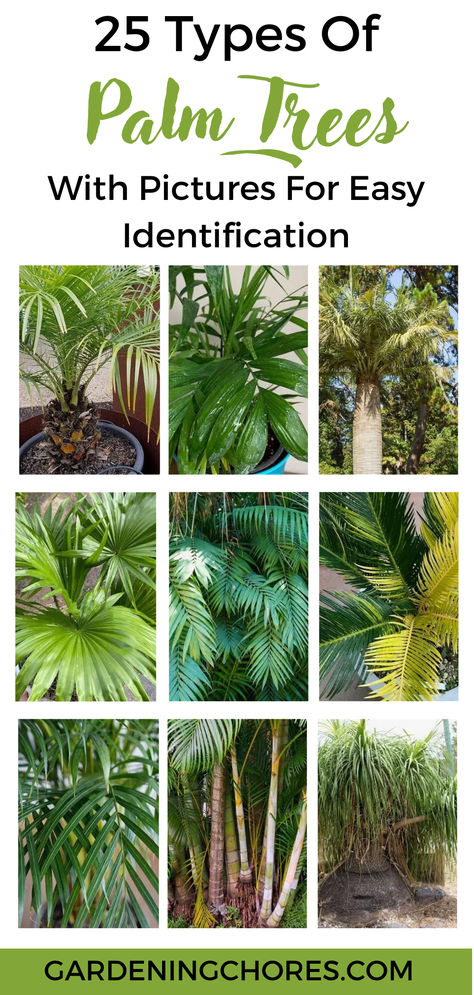 25 Different Types Of Palm Trees With Pictures For Easy Identification Palm Tree Garden Ideas Backyards, Different Types Of Palm Trees, Palm Tree Varieties, Pigmy Palm Trees Landscaping Ideas, Palm Tree Landscape Ideas Backyards, Palm Tree Plants Indoor, Small Palm Trees Landscaping, Palm Tree Landscape Ideas Front Yards, Palm Plants Outdoor