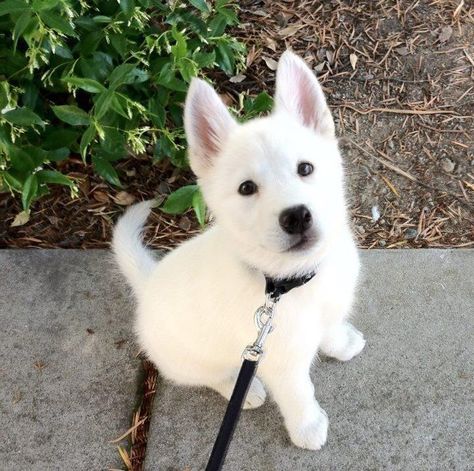 I want to get this dog and name him Bolt!❤️ Loyal Dog Breeds, White Husky, Three Million, Dog Breeds List, White German Shepherd, Psy I Szczenięta, White Shepherd, Cute Dogs Breeds, Pretty Dogs