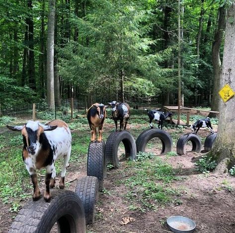 What Do Goats Need? The Starter Guide - The Easy Homestead Farm Animal Pen Ideas, Cheap Goat Playground, Goat Playground Ideas Old Tires, Goat Incloser Ideas, Backyard Goat Pen, Goat Yard Play Areas, Goat Jungle Gym, Goat Trampoline, Goat Habitat Ideas