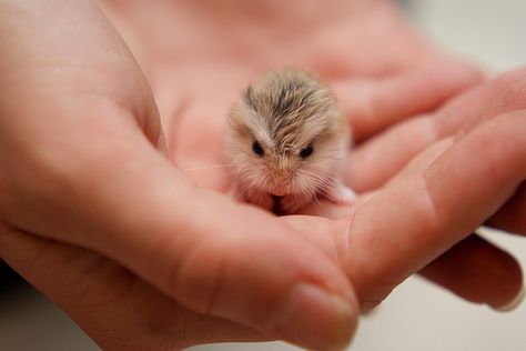 baby owl! omg this is the CUTEST thing i have ever seen i want wait no i NEED one of these!!!!!!!! Hamsters, Baby Owls, Cutest Animals, Baby Hamster, Cele Mai Drăguțe Animale, Animals Videos, Baby Owl, Haiwan Peliharaan, Cute Creatures