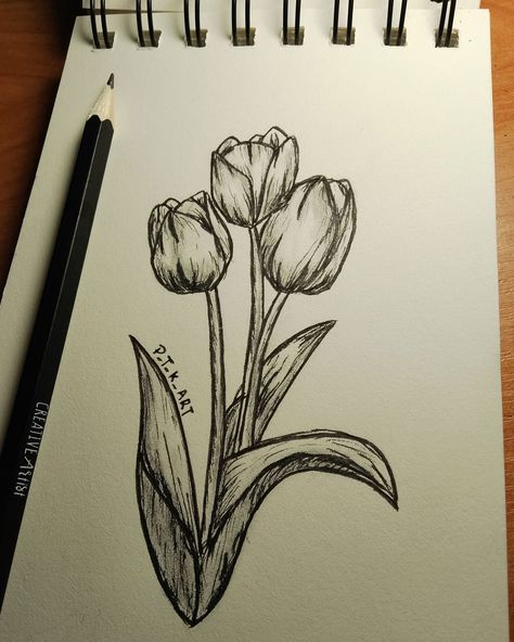 Tulips Drawing Reference, Pencil Flower Drawings Easy, Drawing Ideas Tulips, Tulip Color Pencil Drawing, Tulip Pencil Drawing, Tulips Sketch Pencil, Flowers Tulips Drawing, Tulip Sketch Simple, Tulips Drawing Sketch