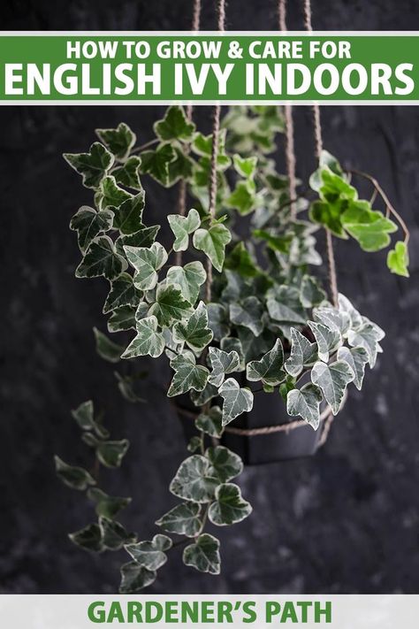 A close up vertical image of variegated ivy (Hedera helix) growing in a hanging planter pictured on a soft focus background. To the top and bottom of the frame is green and white printed text. English Ivy Indoor, Ivy Houseplant, Indoor Ivy, Types Of Ivy, Plants 101, Ivy Plant Indoor, Grow Asparagus, English Ivy Plant, Houseplant Tips