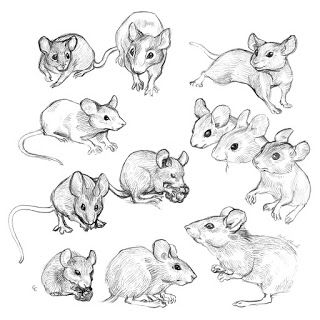 Chelsea Loren Edwards Sketchblog: Field Mice Sketches Drawing Mice Cute, Mouse Reference Drawing, Mice Drawing Cute, Mice Illustration Drawings, Happy Animals Drawing, Drawings Of Mice, Simple Mouse Tattoo, Mouse Drawing Reference, How To Draw Mouse