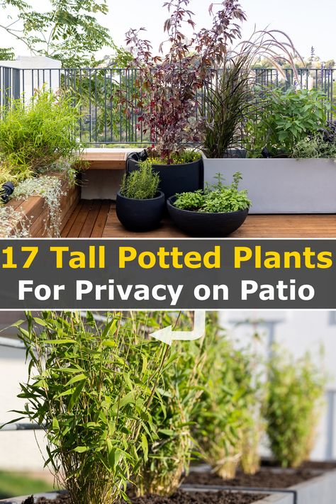 Balcony Privacy Plants, Plants On Deck, Privacy Screen Plants, Best Potted Plants, Backyard Zen, Tall Potted Plants, Sophisticated Garden, Apartment Patio Gardens, Privacy Planter