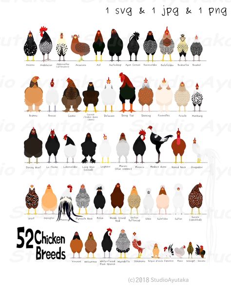 Chicken Breeds Chart, Dog Chart, Types Of Chickens, Backyard Chicken Coop Plans, Backyard Chicken Farming, Beautiful Chickens, Chicken Coop Plans, Backyard Chicken Coops, Chicken Diy