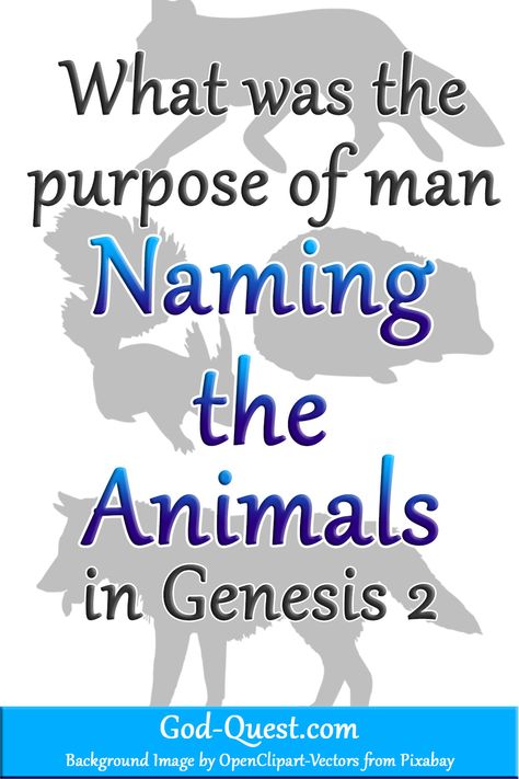 Nature, God Made The Animals Craft, Childrens Bible Study, Preschool Bible Lessons, Eve Best, Childrens Sermons, God's Plans, Vbs Themes, Preschool Bible