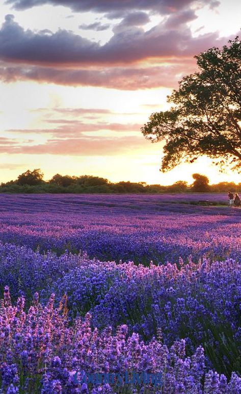 The UK's lavender fields are in full bloom. Right until September, you can catch a glimpse of the blossoming lilac delights around the country. From rolling lavender fields in Surrey, to rivers of beautiful purple in Hampshire, there are plenty of places to see, and smell, the stunning sights.  #lavenderfields #lavender #uk #flowers #plants #flowerinspiration #beautifulsights Lavender Fields Photography, Belle Nature, Pampas Gras, Lavender Farm, Seni Cat Air, Bonsai Plants, Fields Photography, Foto Art, Lavender Fields