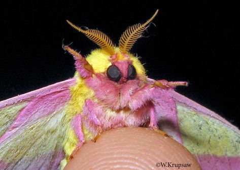 Mother nature is bringing banana-strawberry milkshake moth energy / Twitter Venezuelan Poodle Moth, Pretty Bugs, Poodle Moth, Maple Moth, Gender Euphoria, Pink Moth, Rosy Maple Moth, Cute Moth, Crazy Nature