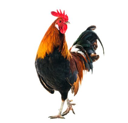 Chicken Rooster Hen - Free photo on Pixabay Rooster Images, Chicken Images, Cut Out Pictures, Chicken Bird, Rooster Painting, Beautiful Chickens, Rooster Art, Image Film, Chickens And Roosters