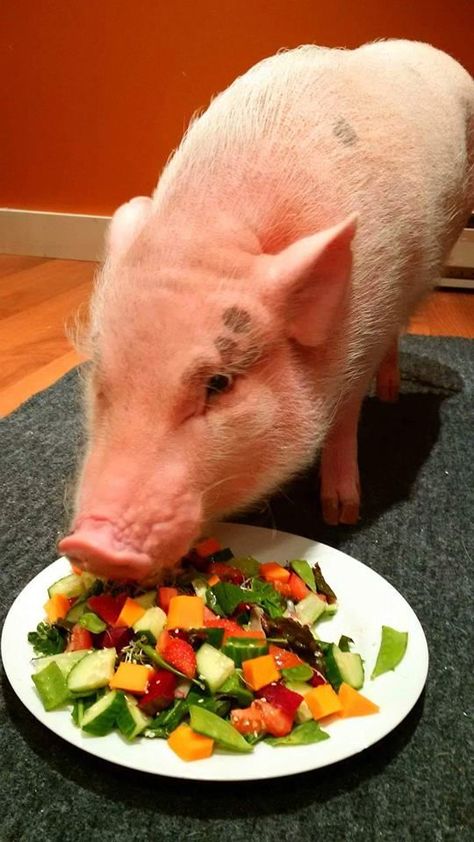 Order your AMPA Cookbook on the American Mini Pig Store The AMPA Cookbook is filled Mini Pig Food, Mini Pig Care, Pet Pig Care, Farro Risotto, Pig Care, Pet Pig, Pigs Eating, Raising Farm Animals, Miniature Pigs