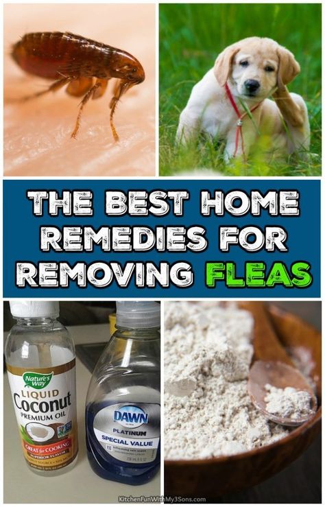 Best Home Remedies for Removing Fleas from your house and your dogs and cats. Nature, Natural Home Remedies, Dog Flea Remedies, Home Remedies For Fleas, Get Rid Of Fleas, Flea Remedies, Flea Repellent, Flea Spray, Dog Remedies