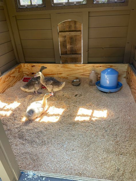 Custom Coops Photos | Carolina Coops Goose Coop, Shake Roofing, Goose House, Walk In Chicken Coop, Cute Chicken Coops, Chicken Coop Garden, Duck Coop, Custom Backyard, Cedar Shingle Roof