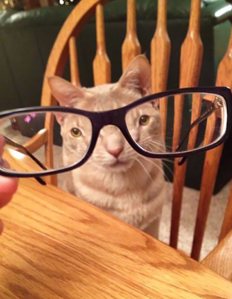 Pets-Animals-Behind-Glasses Funny, Animals