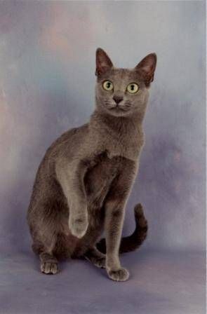 Korat, Korat Cat, Science Cat, Best Cat Breeds, Bobtail Cat, Cat Fails, Cat Breeder, Exotic Cats, Types Of Cats