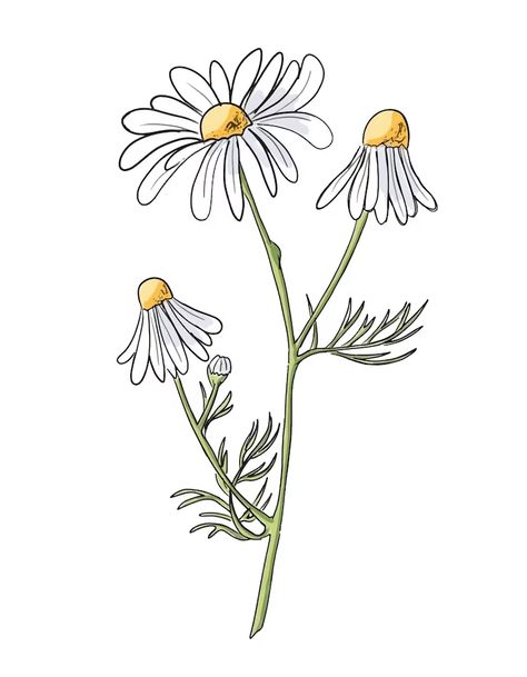 Croquis, Daisy Flower Drawing, Daisy Illustration, Daisy Drawing, Daisy Art, Daisy Painting, Flower Daisy, Hand Lettering Alphabet, Flower Sketches