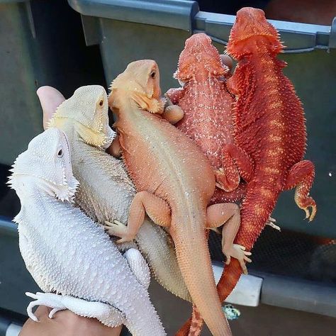 Iguanas, Bearded Dragon Need To Know, Bearded Dragon Habitat Ideas, Bearded Dragon Cage Ideas, Bearded Dragon Aesthetic, Bearded Dragon Morphs, Terrarium Pets, Fancy Bearded Dragon, Beard Dragon