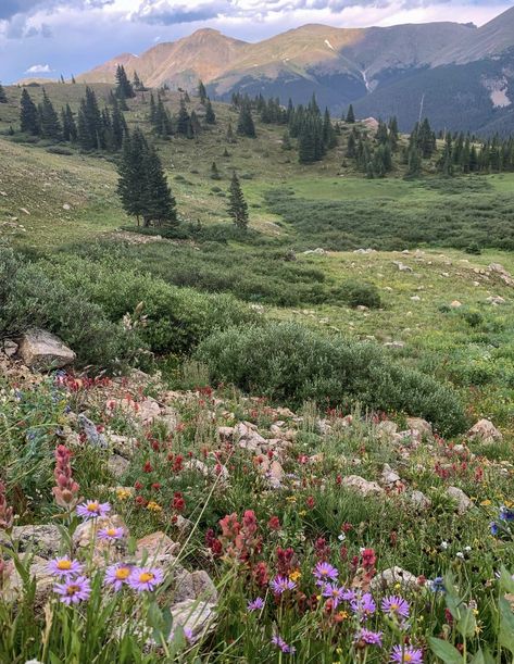 Colorado Aesthetic, Colorado Summer, Living In Colorado, Pretty Landscapes, Wildflower Garden, Geocaching, To Infinity And Beyond, Garden Cottage, Pretty Places