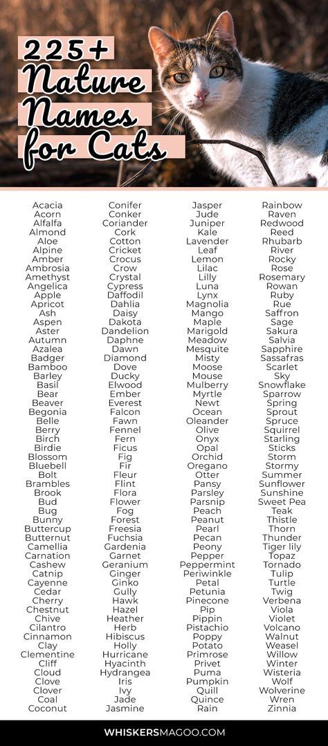 225+ Cute Nature-Inspired Names for Cats - From plant and flower names for cats to wildlife and weather-inspired cat name ideas, check out 225+ cute nature-inspired names for cats right here. #catnames #petnames #naturenames #plantnames #flowernames Cute Plant Names Ideas, Cottagecore Pet Names, Make Cat Names, Witchy Usernames, Nature Names For Pets, Plant Names Cute, Plant Names Ideas, Name Cat Ideas, Weird Cat Names