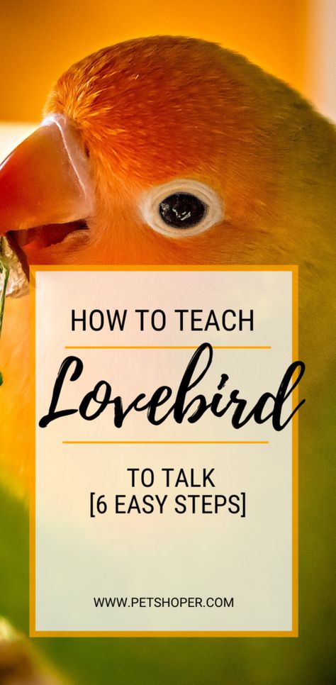 Love Birds Pet, Best Pet Birds, Pet Bird Cage, Talking Parrots, Phrases And Sentences, Bird Barn, Washed Ashore, Bird Care, Animal Education