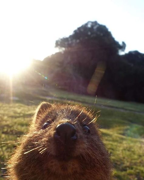 Quokka Wallpaper, Quokka Cute, Quokka Selfie, Cute Animal Pfp, Cute Quokka, Quokka Animal, Happiest Animal, Animal Pfp, Cute Animal Character